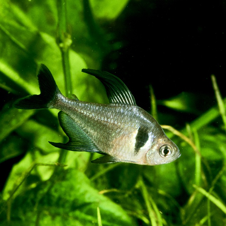 Mega.megalopterus  Zwarte fantoomzalm